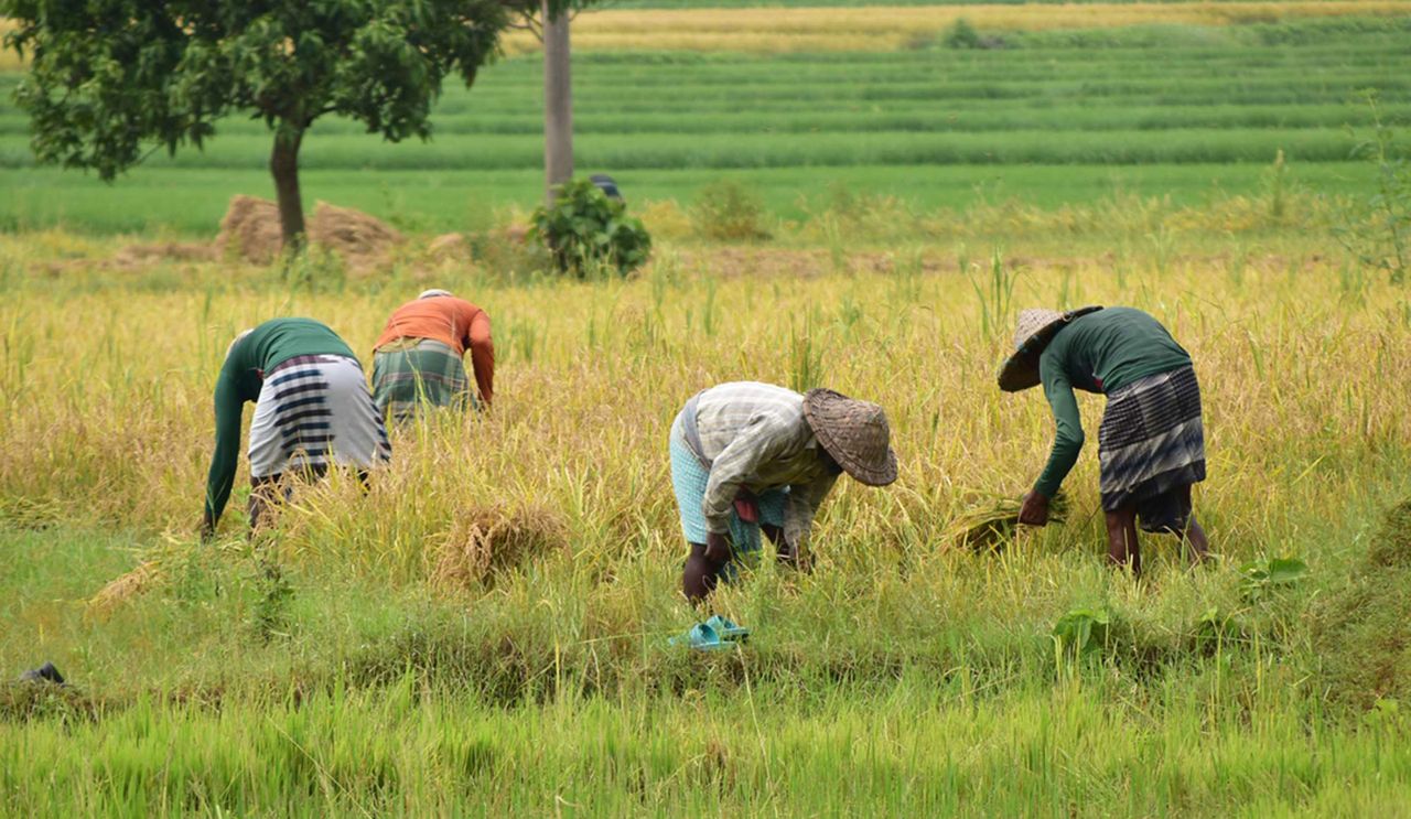 A group of farmers bending over to harvest rice in a vibrant green field, showcasing rural agriculture.