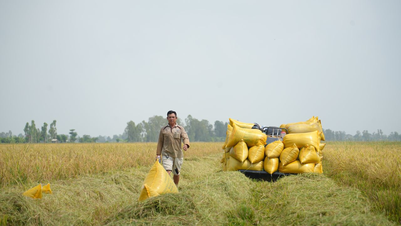 A farmer carrying harvested rice sacks in a rural field, showcasing traditional agriculture.