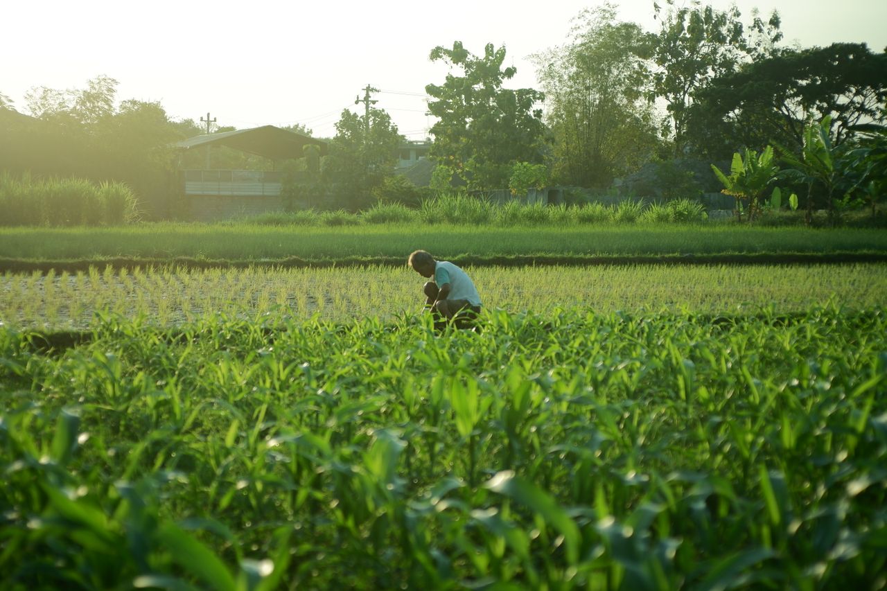 about-us A farmer works in a verdant field at sunrise, showcasing agriculture's tranquility.
