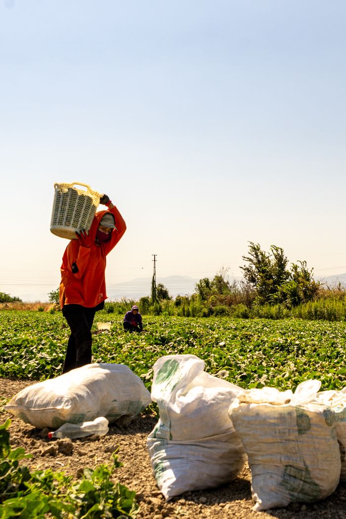 services-06 A farmer carries harvested crops in a rural field on a bright sunny day.