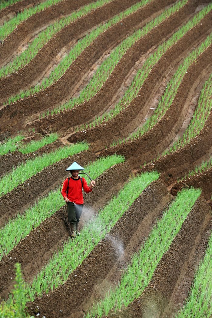 home-hero An Asian farmer in a red shirt working in lush terraced fields, enhancing agricultural productivity.