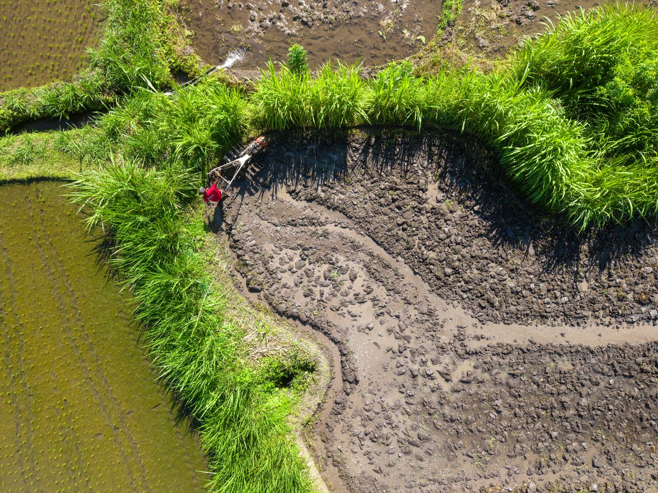 Aerial shot of paddy fields and a farmer working in Bali, Indonesia.