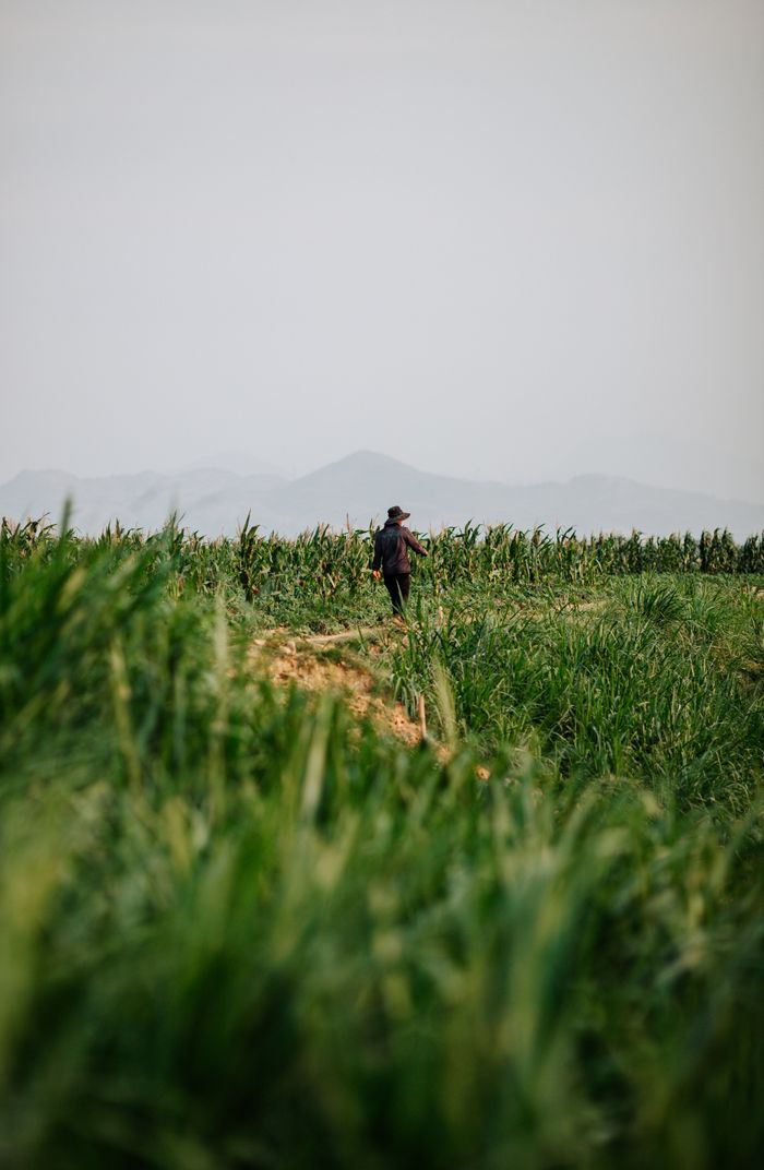 A solitary farmer walks through lush green fields in rural Kon Tum, Vietnam, under the evening sky.