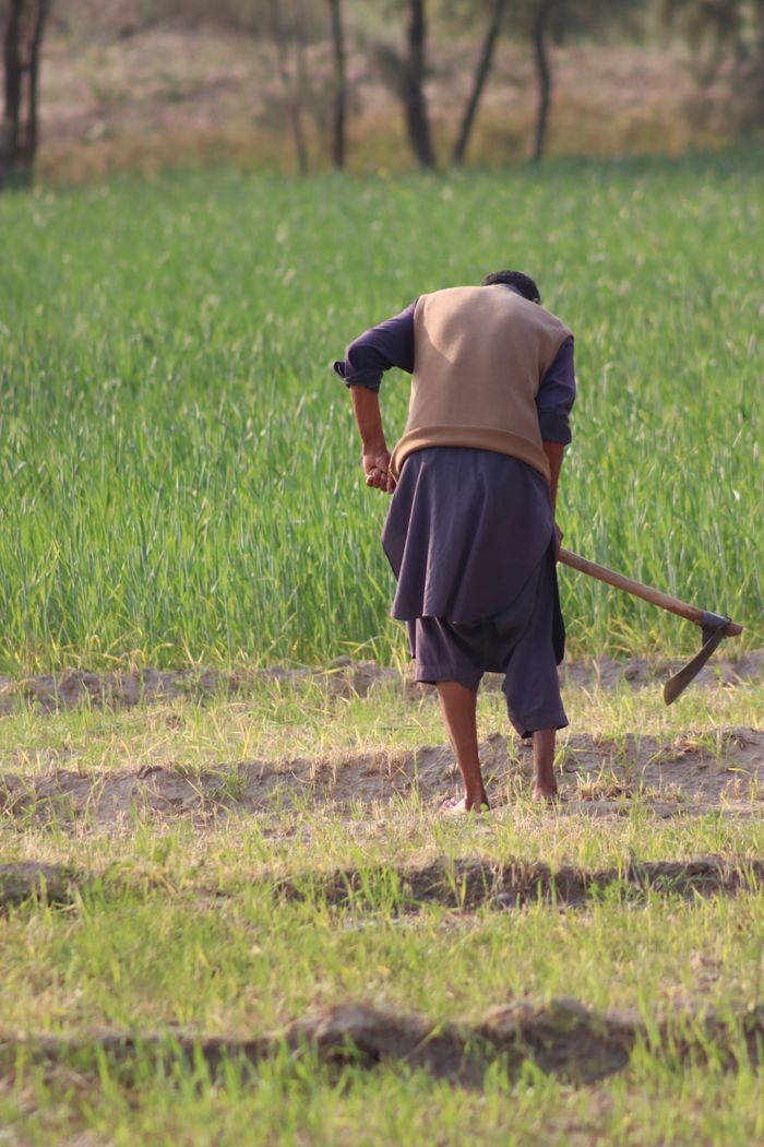 Back view of a farmer tilling soil in a green rural field on a sunny day.
