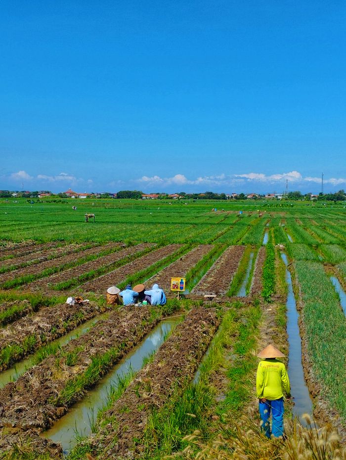 why-choose-us Scenic view of farmers in a lush green rice field under a clear blue sky.