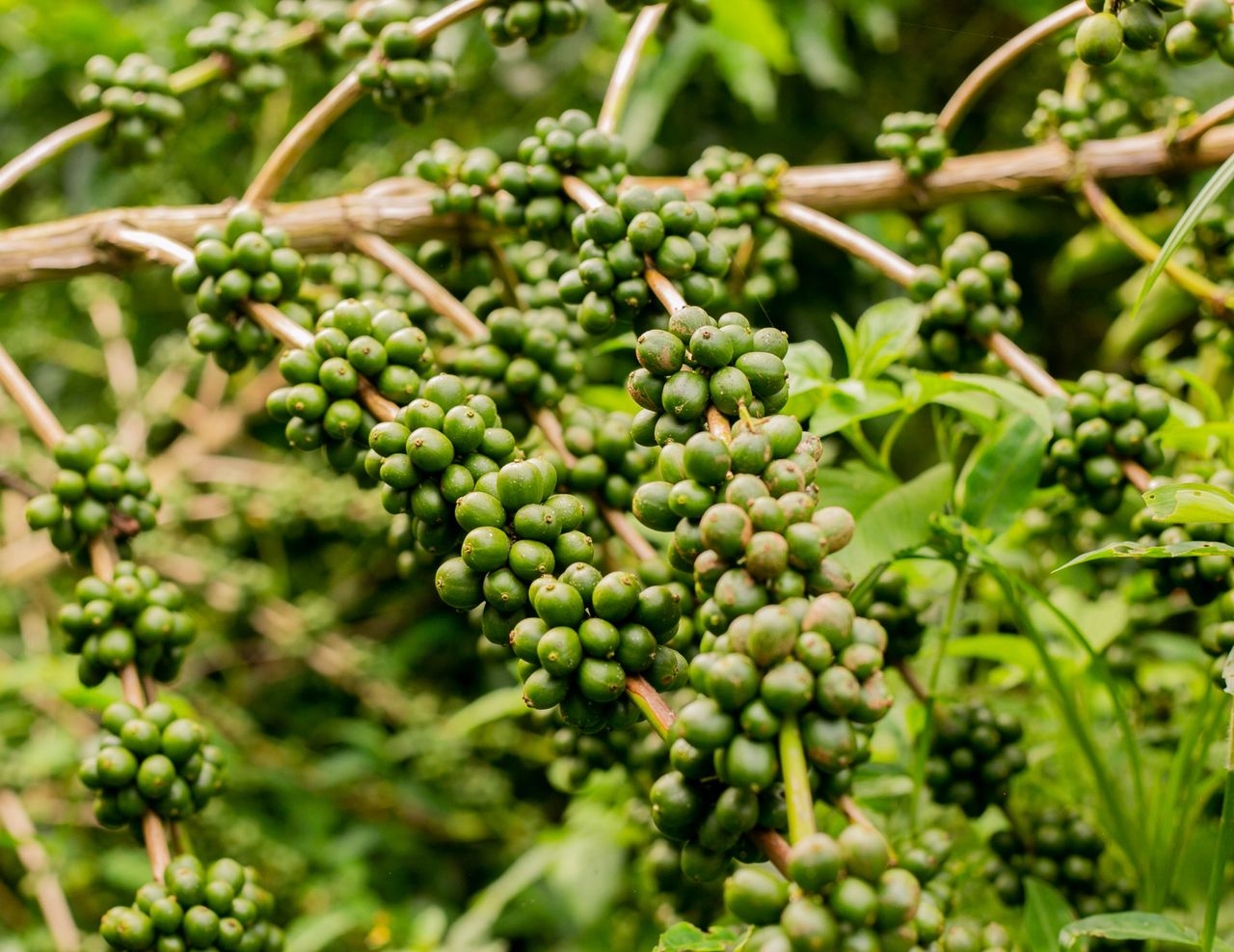Vibrant green unripe coffee beans growing on a branch in an outdoor plantation setting.