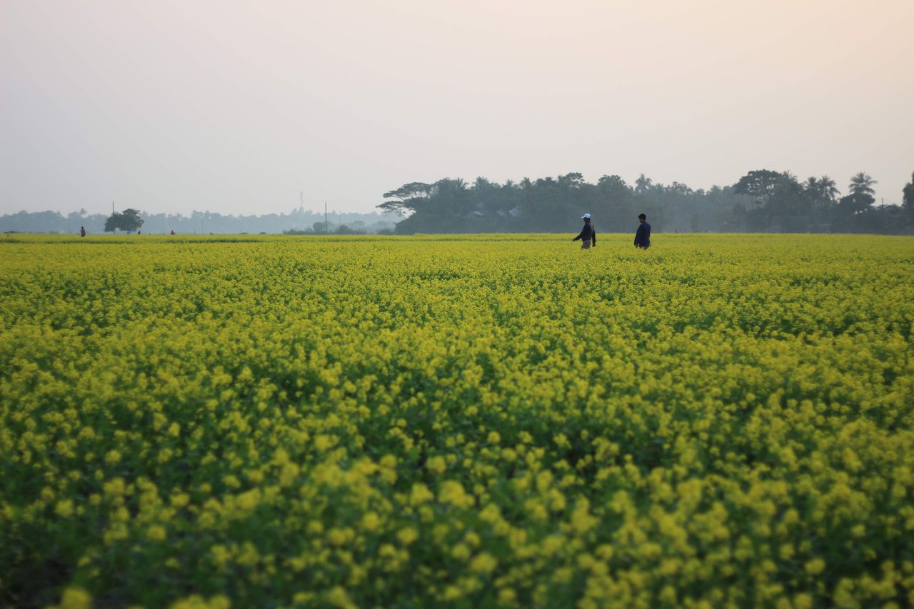 services-05 Two farmers walking through a vibrant mustard field under a serene evening sky.