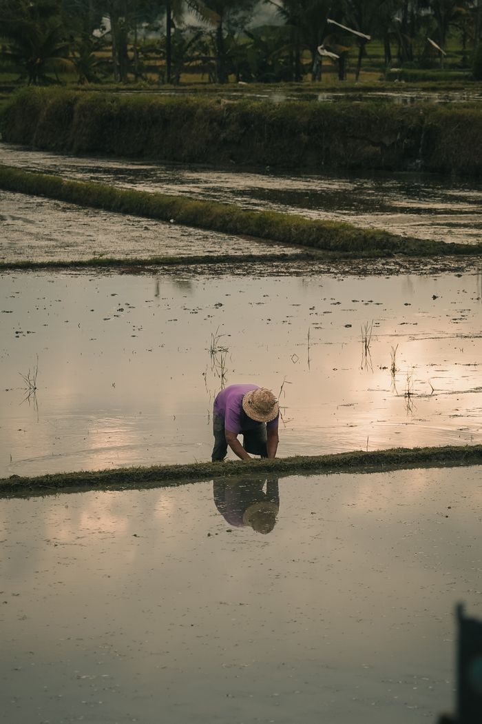 A farmer tending to a rice paddy during a tranquil sunset, reflecting rural agricultural life.