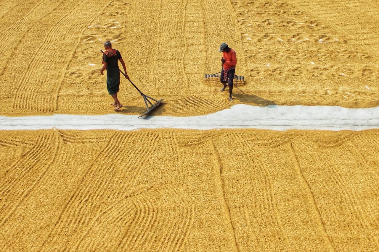 Two men work with rakes on a harvested yellow paddy field in India, creating a pattern.