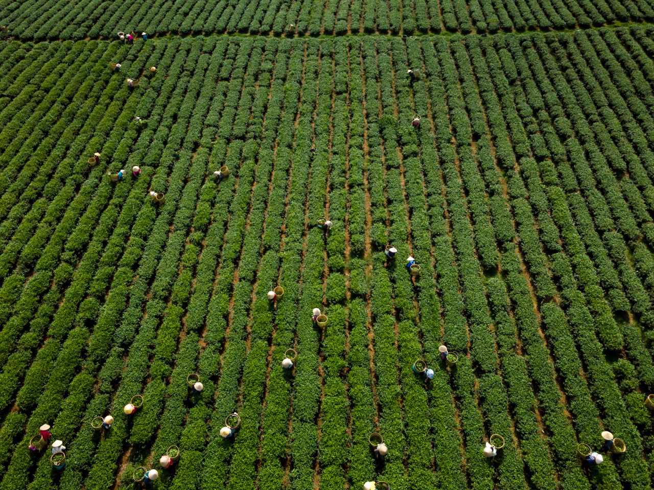 Aerial view of workers harvesting crops in a lush green field, showing rural agricultural activity.